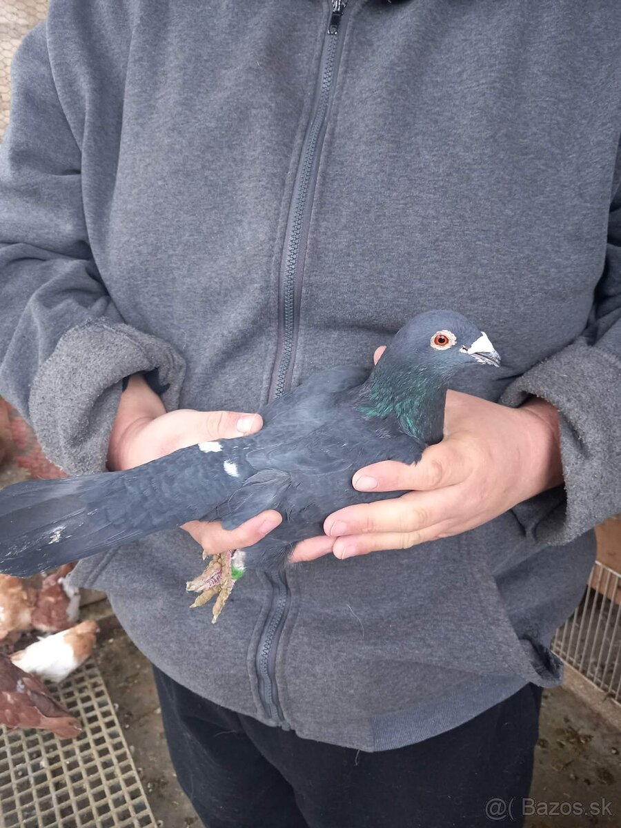 Predám holuby - 6