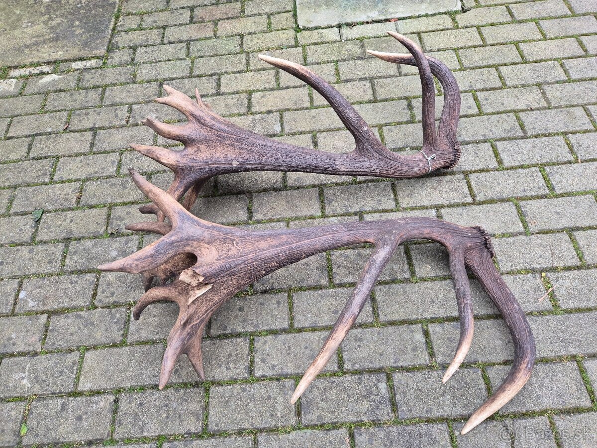 Trofej trofeje paroh parohy parozie zhody - 6