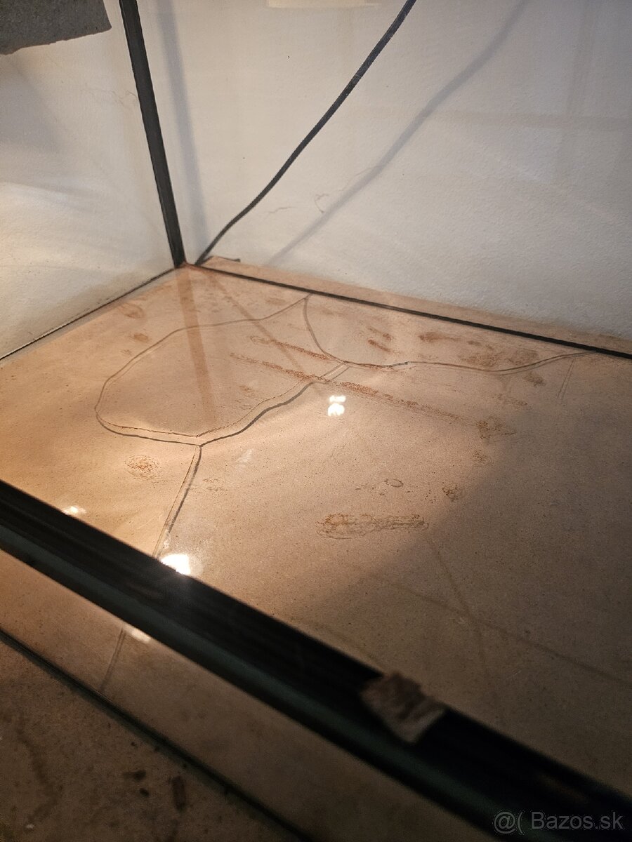 Pytón Kráľovský / Phyton Regius - 6