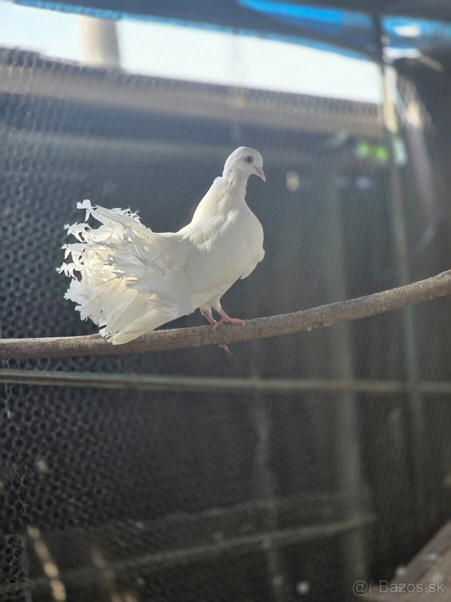 Paviky a Texanou - 6