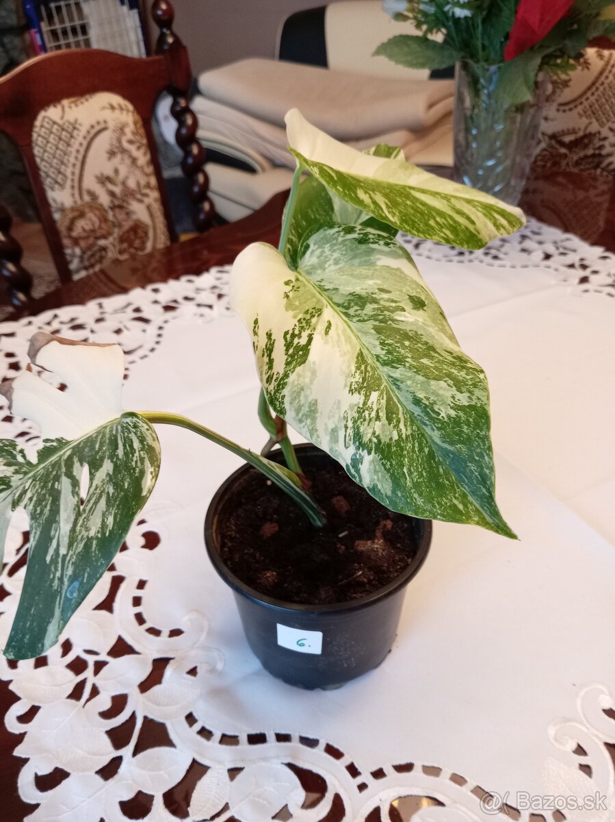 Monstera variegata - 6