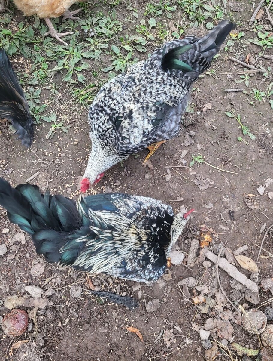 Kohúty na predaj - 6