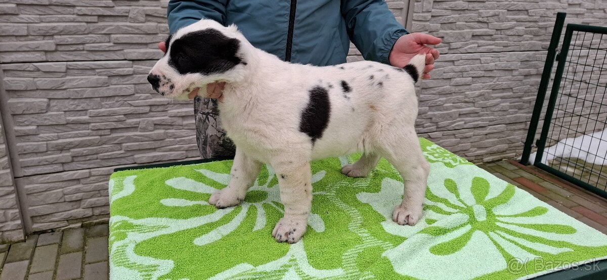 Stredoázijsky ovčiak - 6