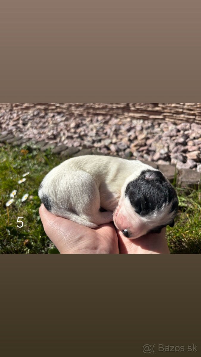 Šteniatka Border kólia - 6