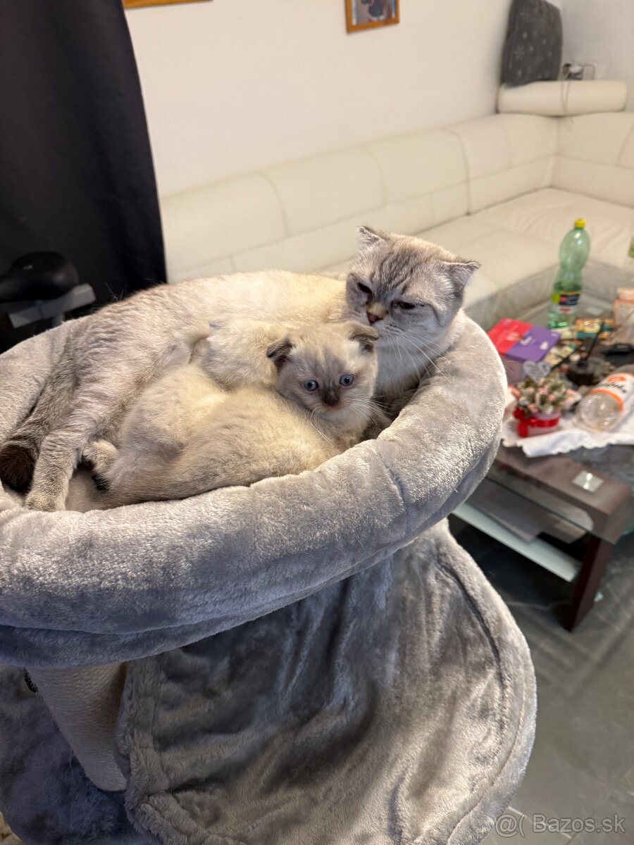 Britské mačiatka - 6