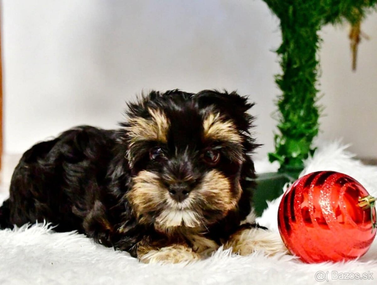 York, biewer,yorksirsky terier - 6