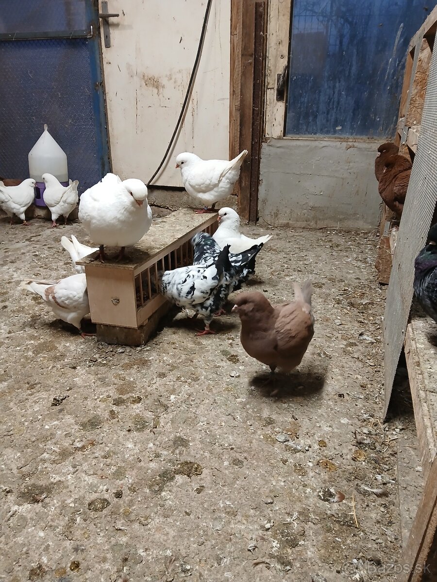 Holub king americky - 6