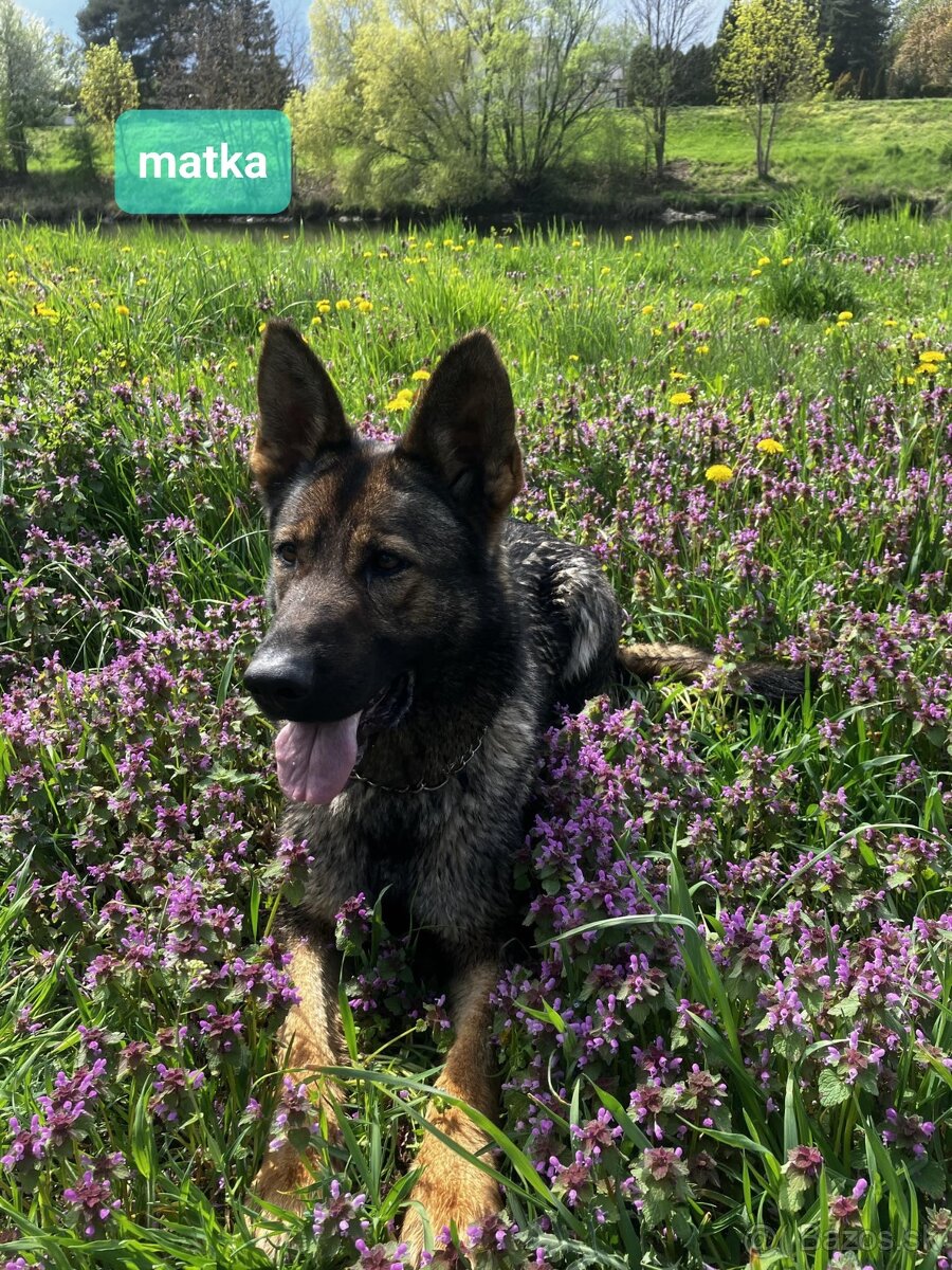 Nemecký ovčiak - 6