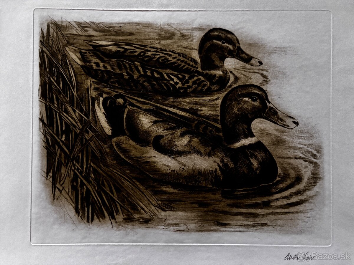 Ales Vaic - lesnicka tematiky - 6