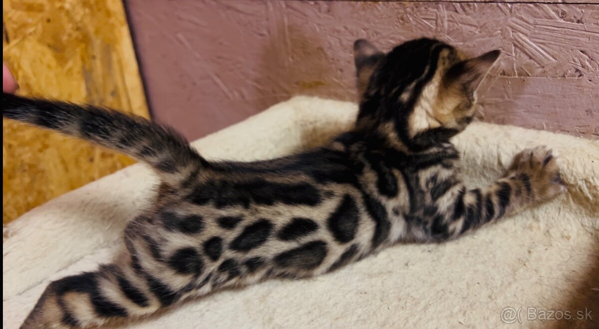 Bengalska mačka s PP - 6