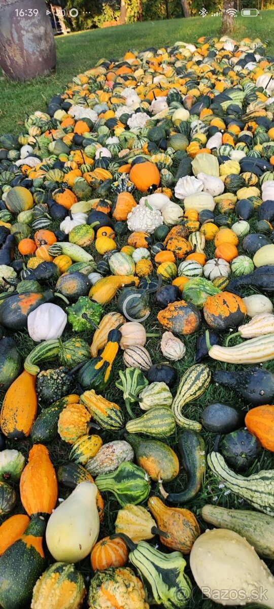 Okrasné tekvice-posledné kusy - 6