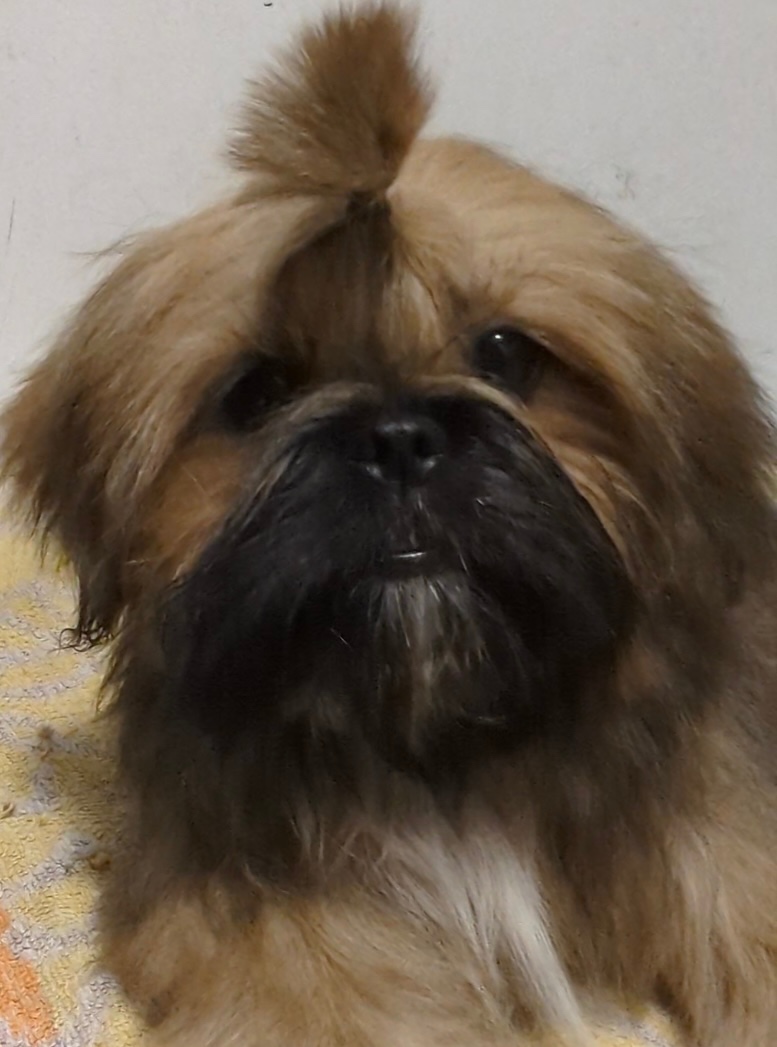 Šteniatka Shih Tzu, FCI - 6