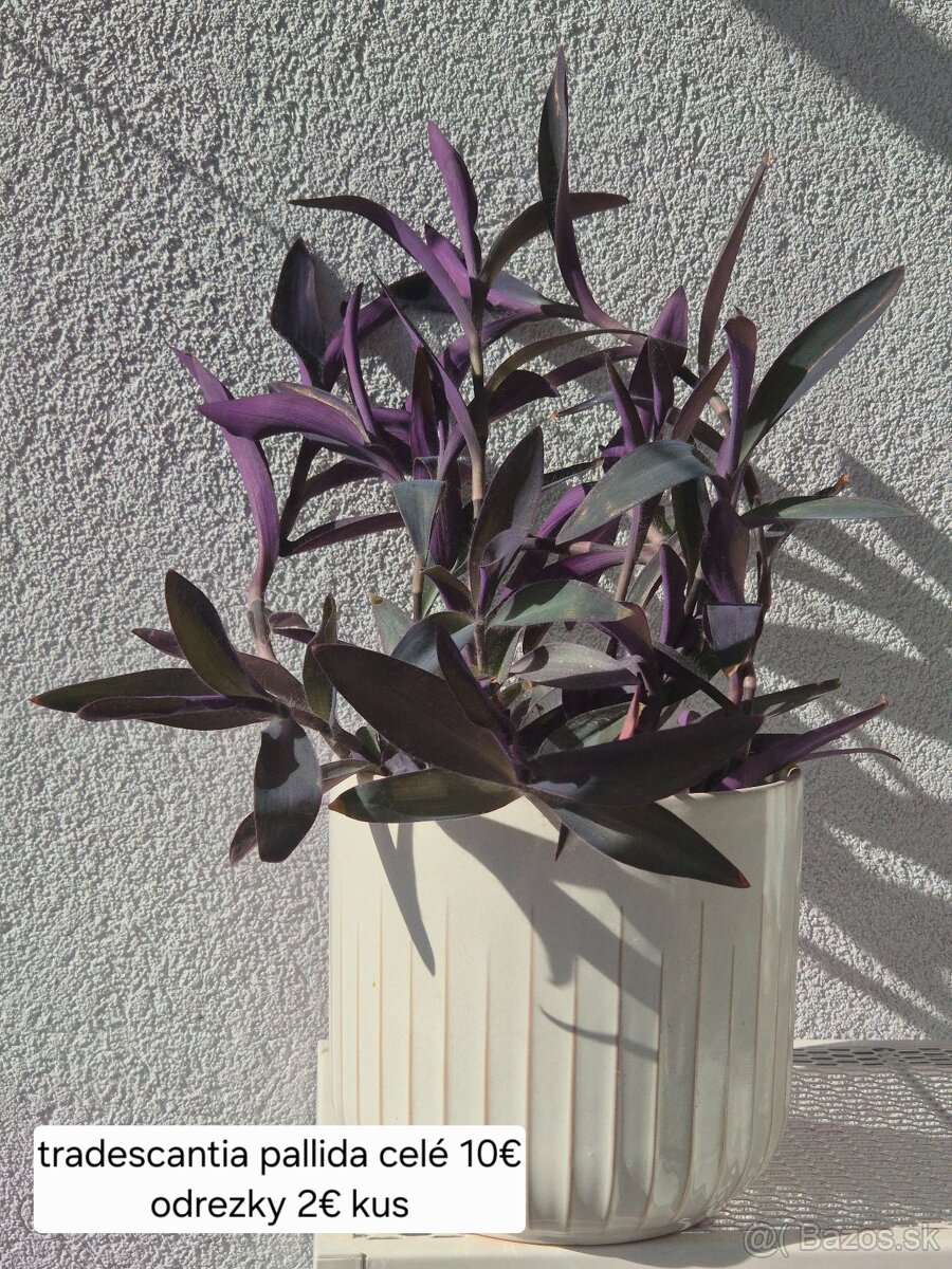 Predám izbové rastliny 2 - 6