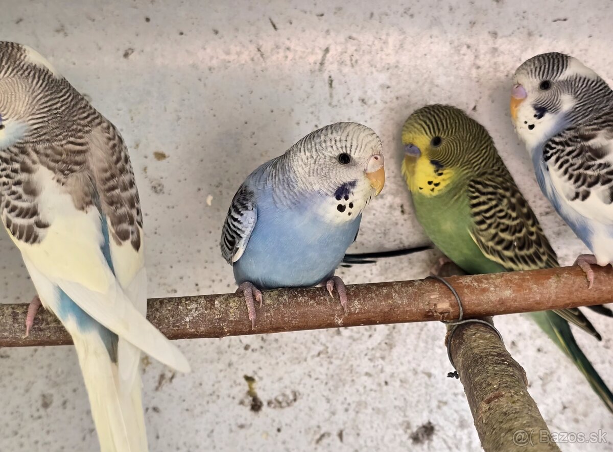 Mladé andulky - 6