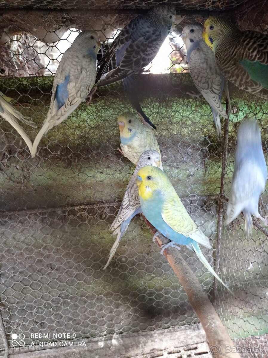 Dúhové andulky - 6