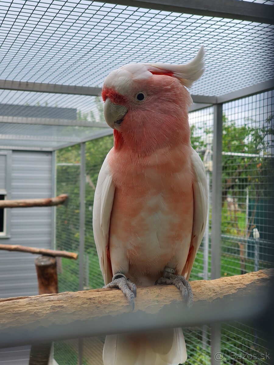 Inka,ruzovy lutino, horsky - 6