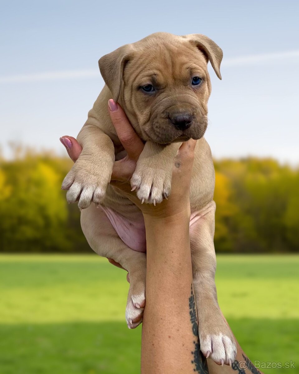 American Bully XL - Exkluzívne spojenie šampiónov - 6