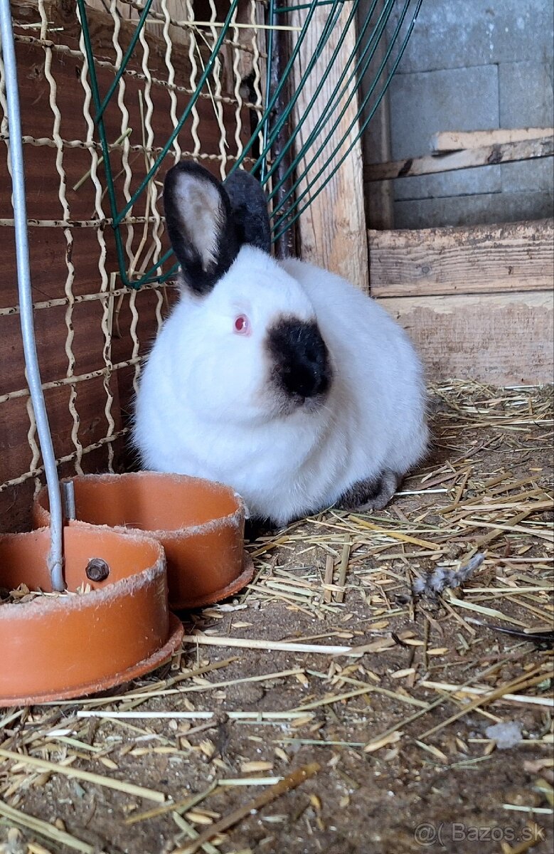 Kalifornský králik - 6