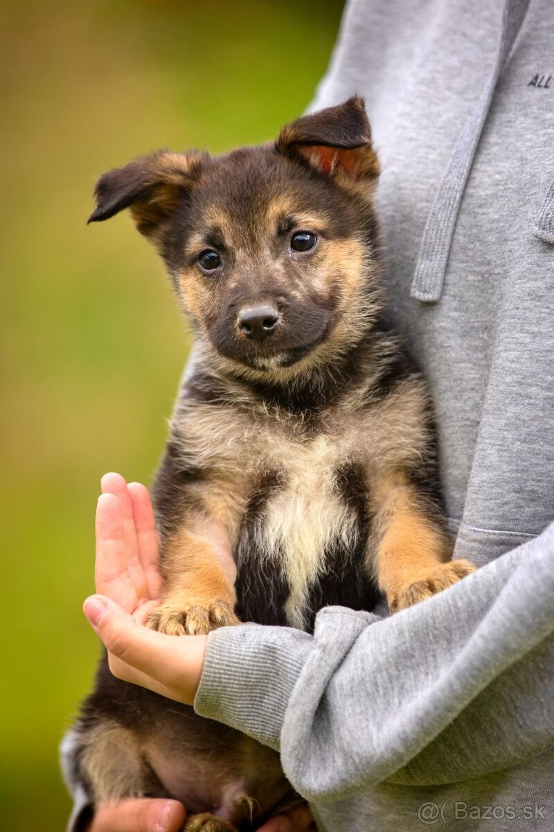 Darujem originálne šteniatka - mix husky / vlčiak / jazvečík - 6
