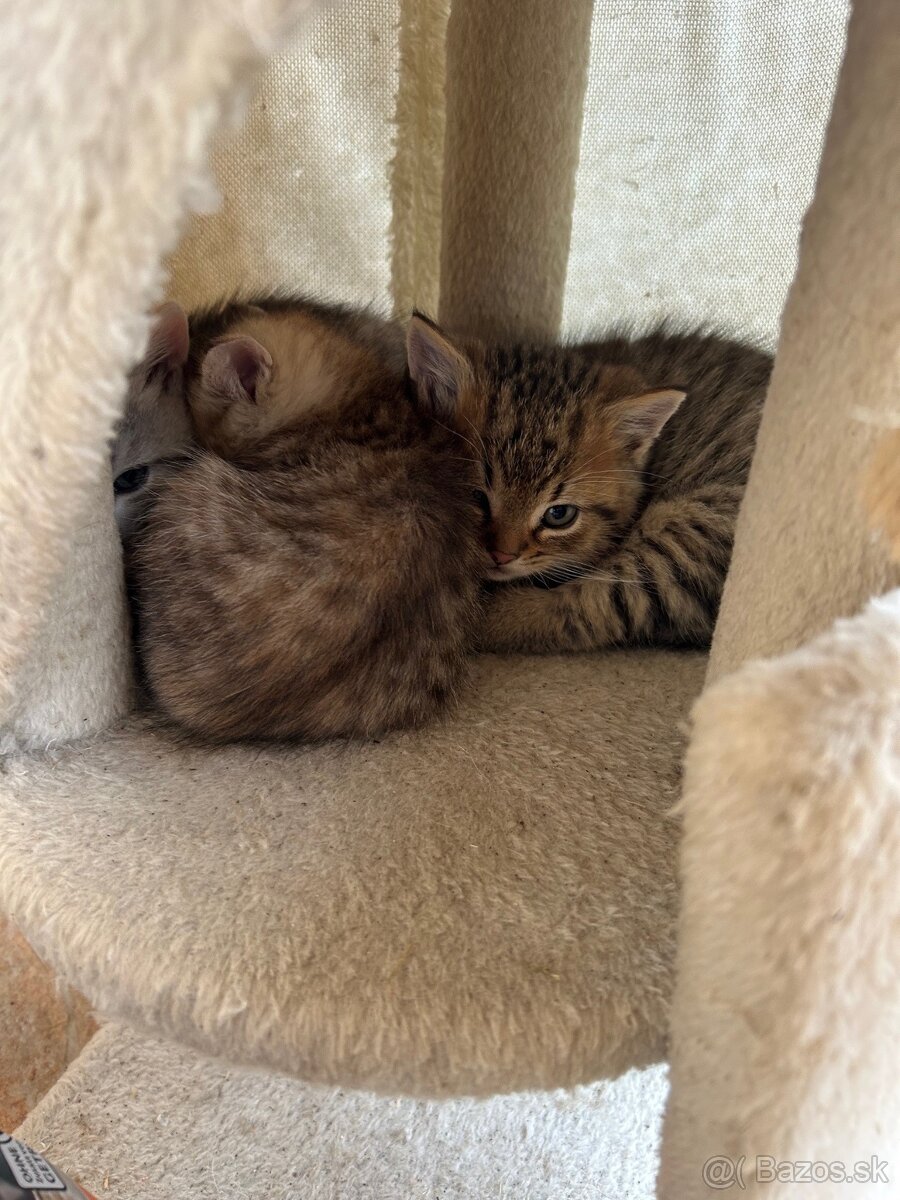 Darujem maciatka - 6