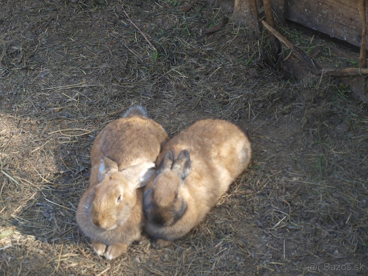 zajace z voľného výbehu a voliéry- ideálne na chov - 6