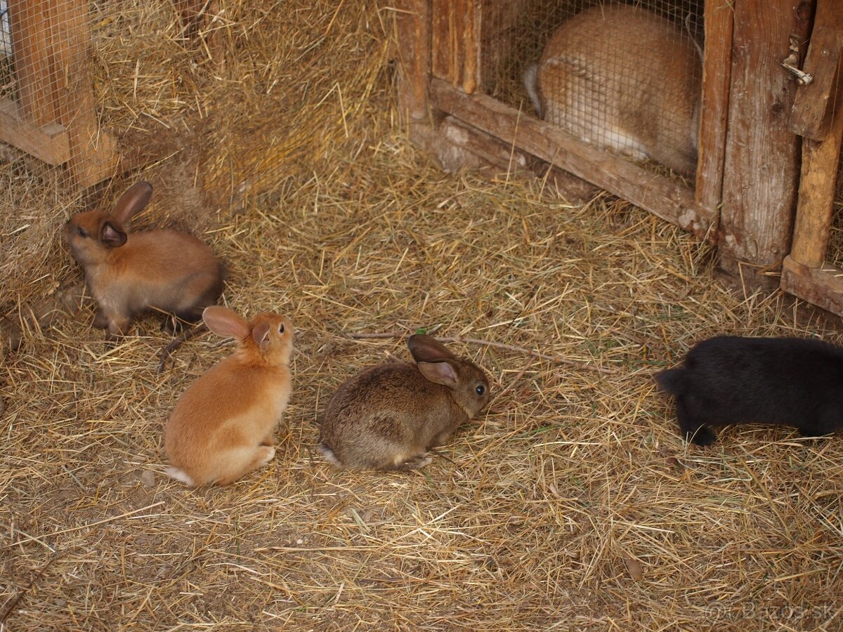 zajace z voľného výbehu a voliéry- ideálne na chov - 6