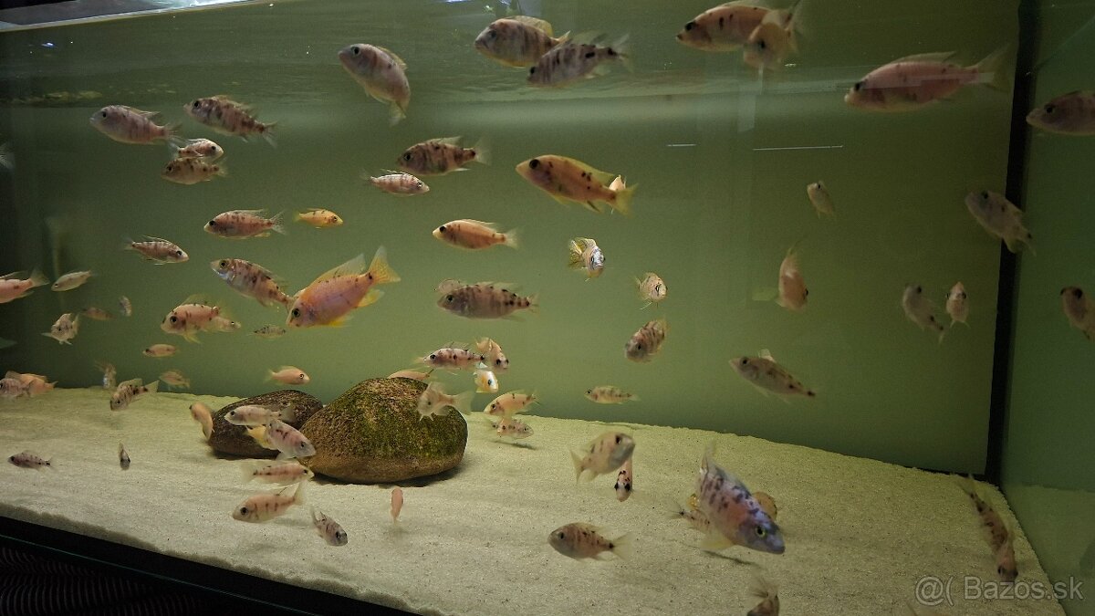 Africké cichlidy Malawi - 6
