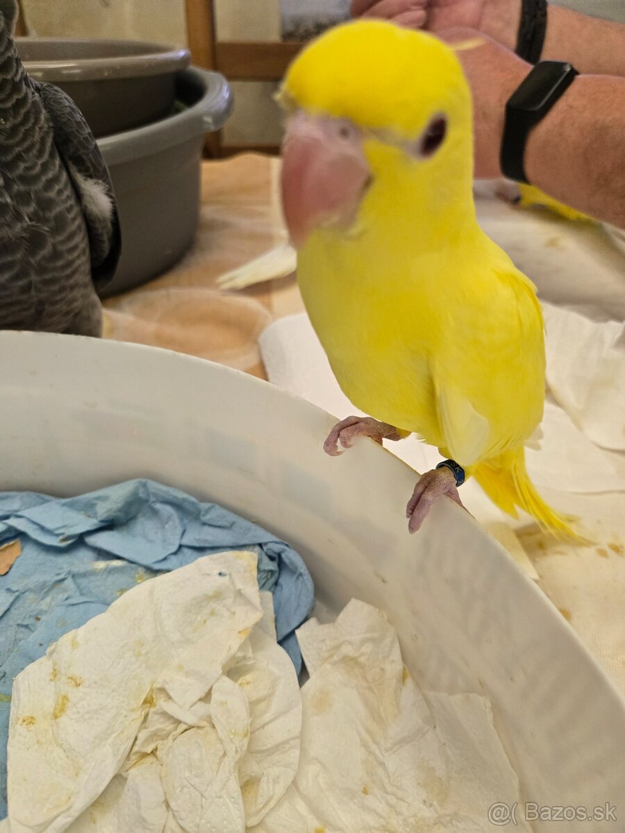 Predám alexander malý - 6