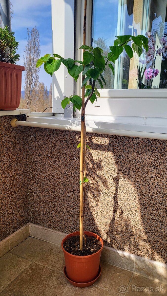 Bugenvilea (Bougainvillea) červená - 6