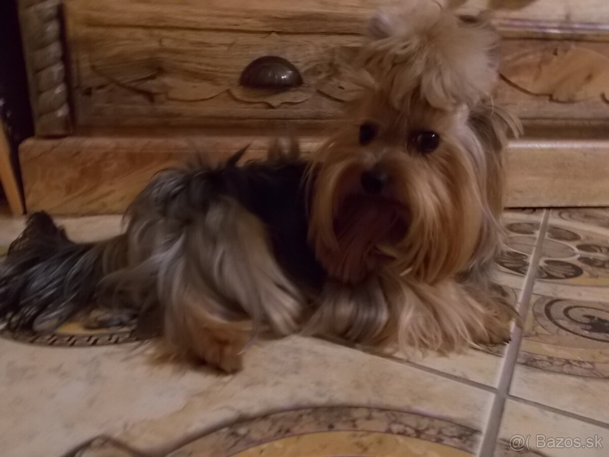YORKSHIRSKÝ TERIÉR - PSÍK NA KRYTIE, NIE NA PREDAJ - 6