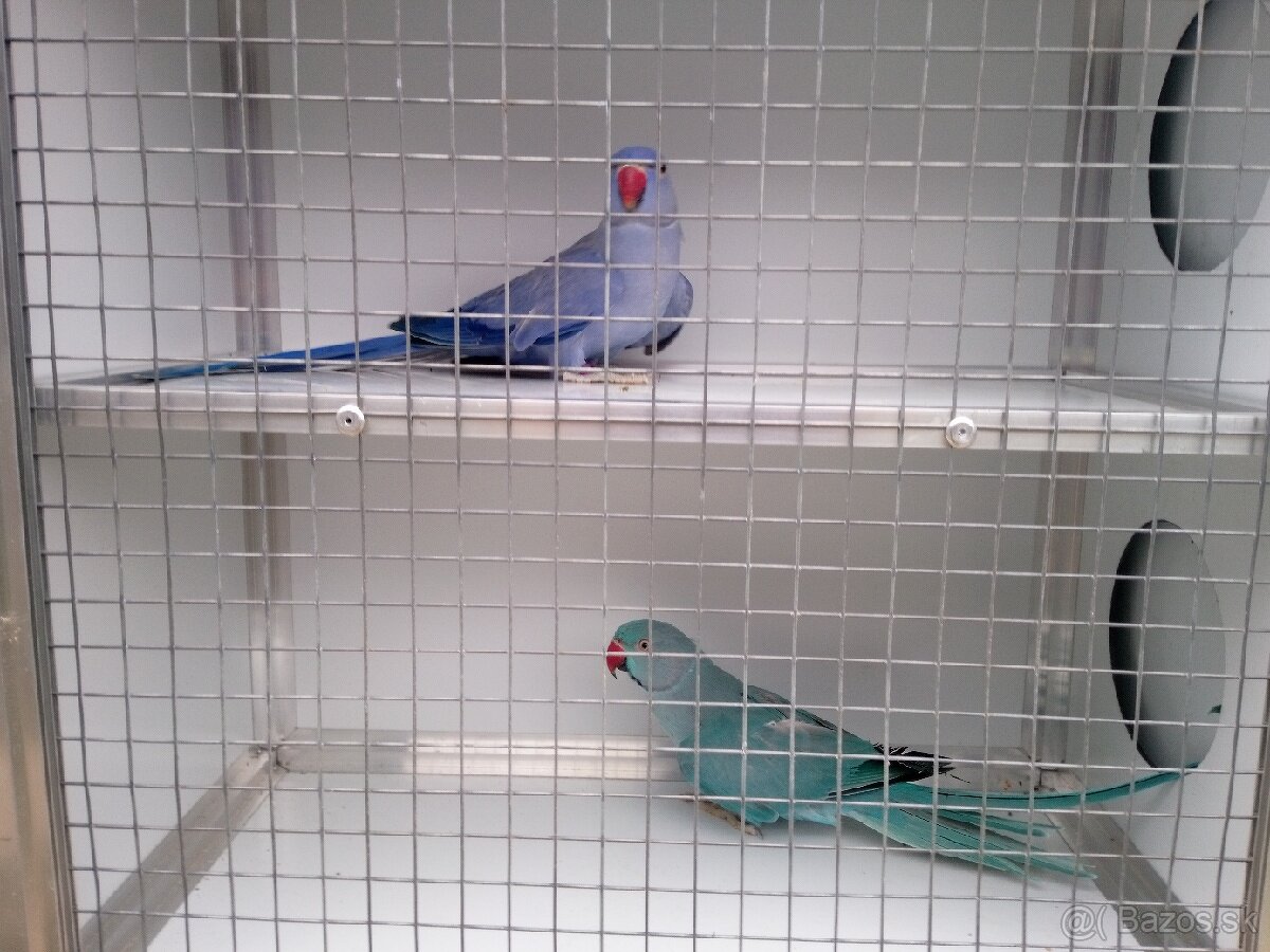 Alexandre malé ročník 24(DNA+PBFD test). - 6