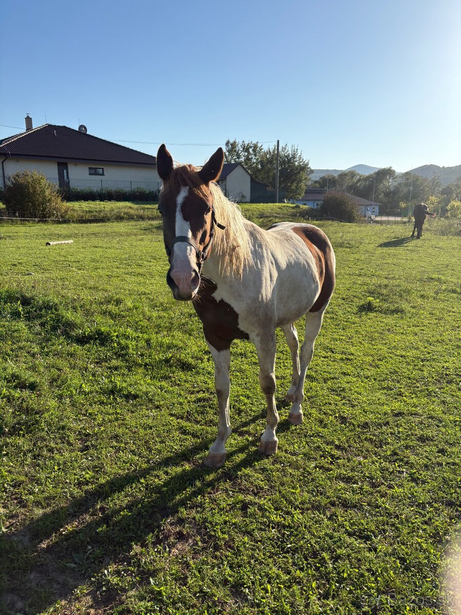 Žrebček na predaj - 6