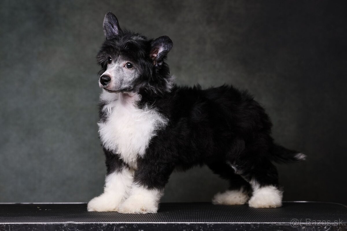 Čínsky chocholatý pes - labutienka - 6