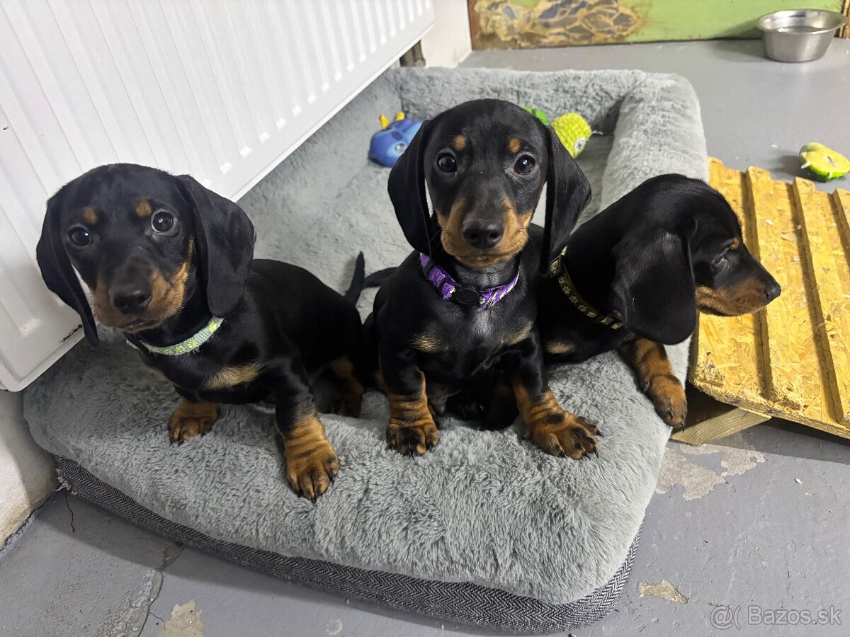 Jazvečík kratkosrstý - 6