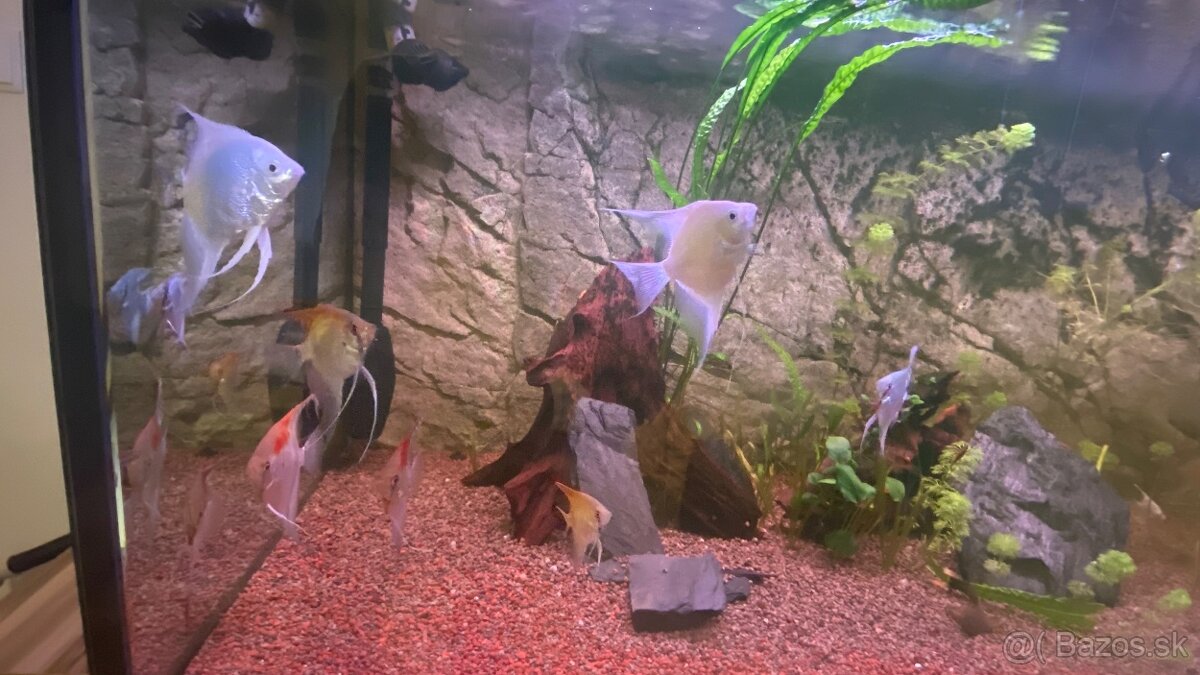Set dvoch akvárií - 6