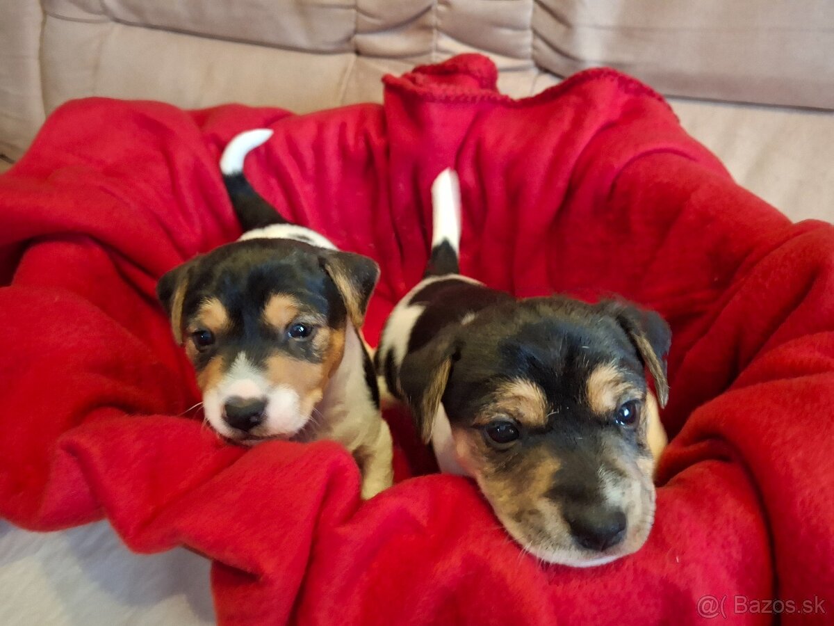 Jack Russell Teriér - 6