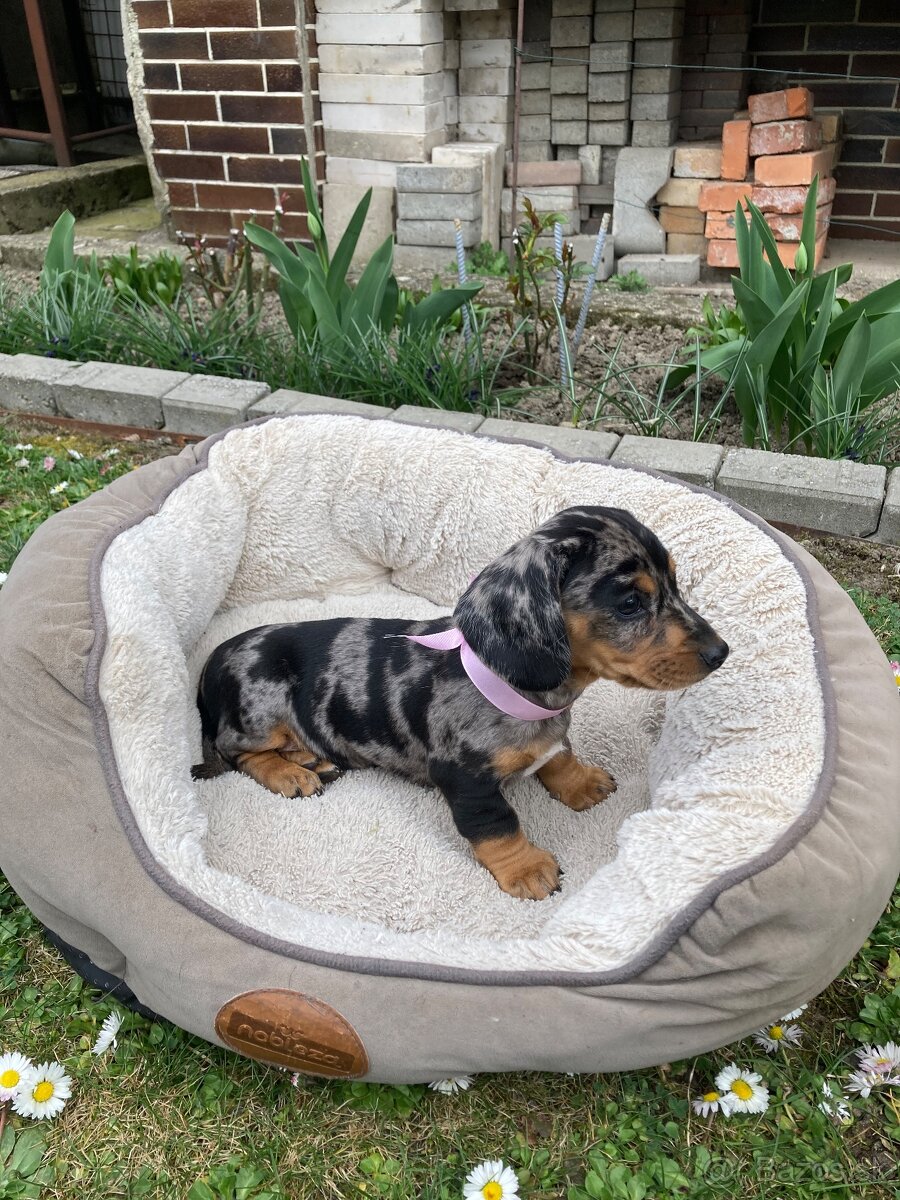 Jazvečík trpasličí krátkosrstý - 6