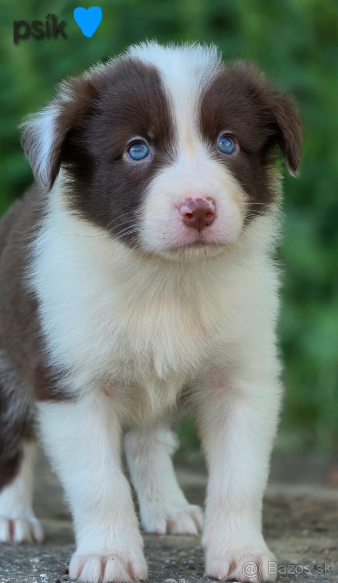 Border collie, kólia bez pp - 6