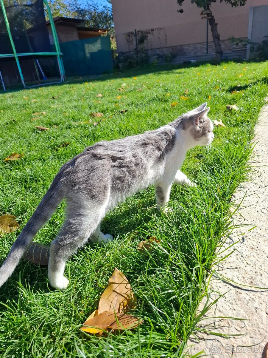 Darujem mačiatka - 6