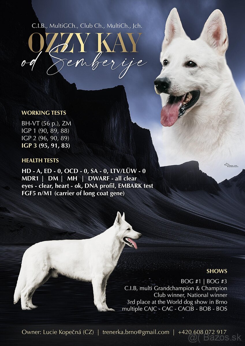 Biely švajčiarsky ovčiak , s PP - 6