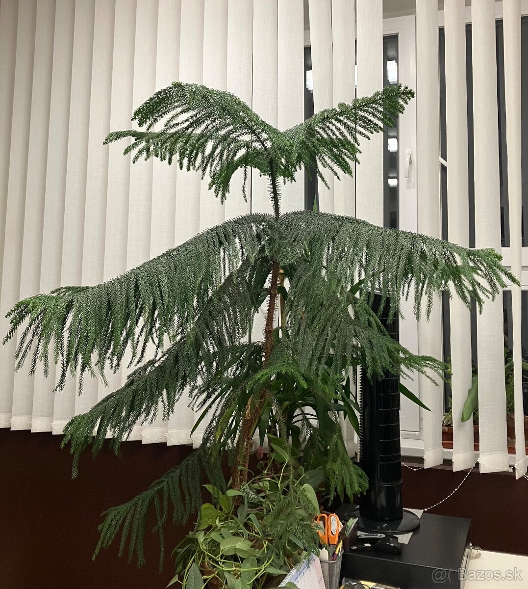 Izbová rastlina araucaria - 6