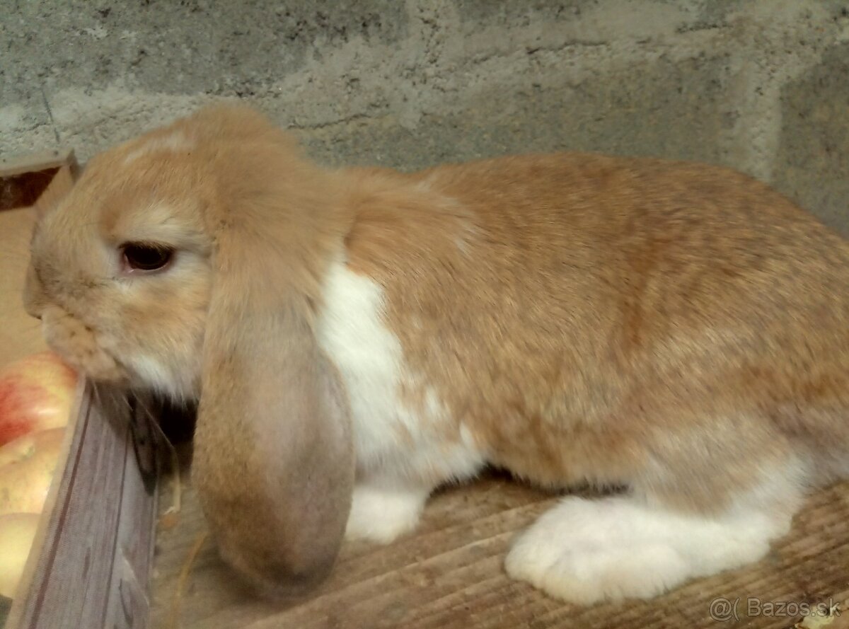 francúzsky baran - 6