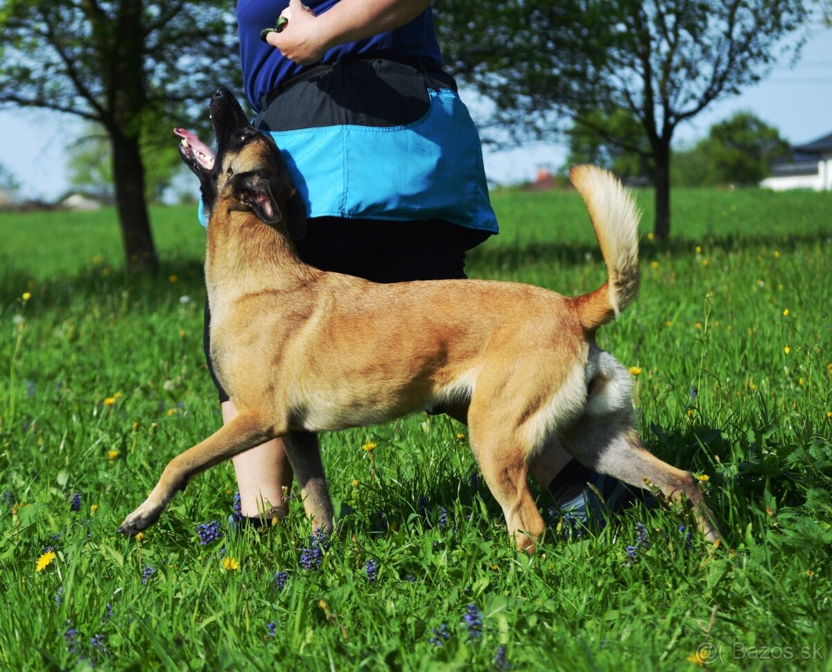 Belgický ovčiak Malinois s PP - 6