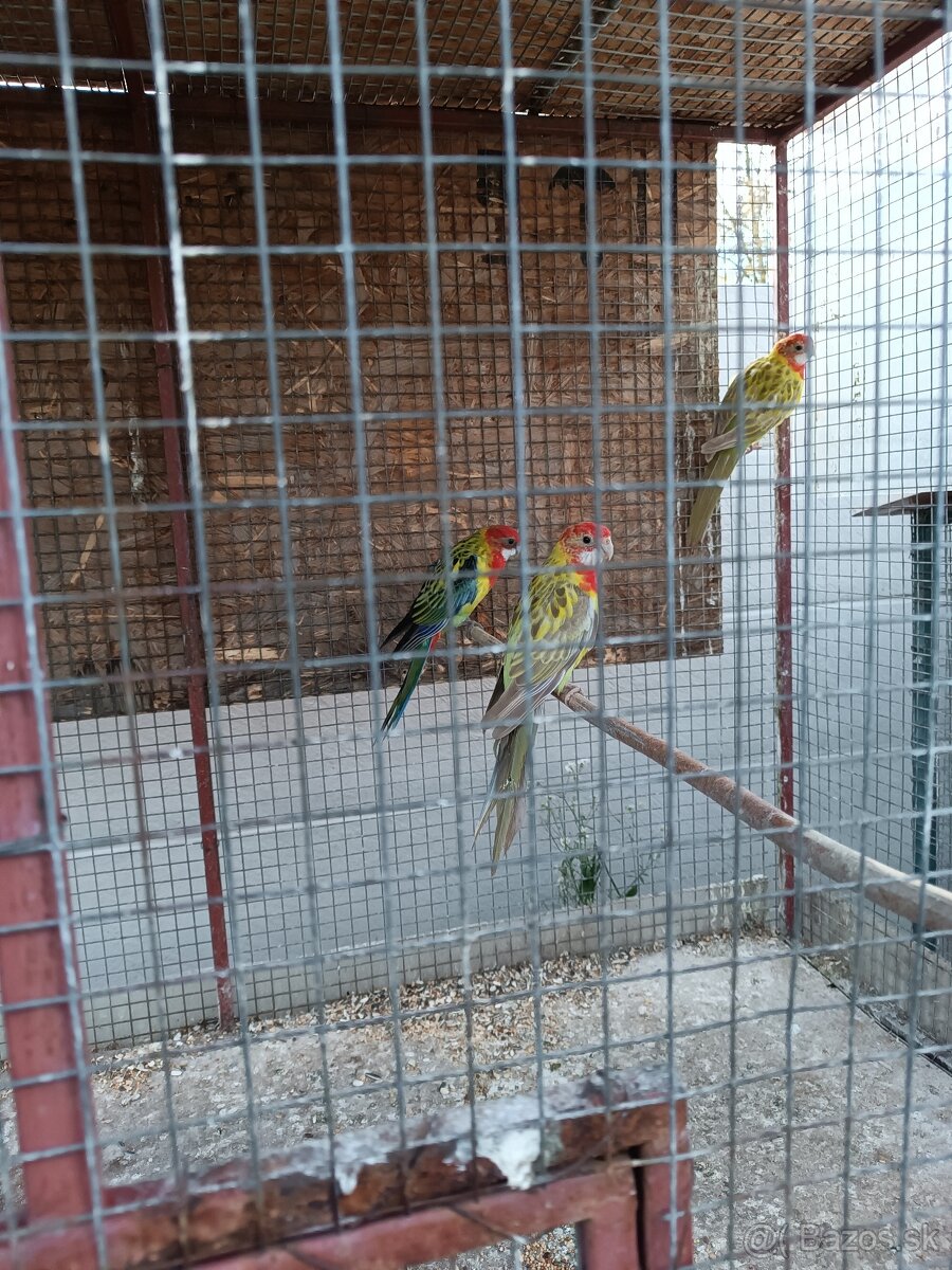 Predám tohtoročné rozely pestré - 6