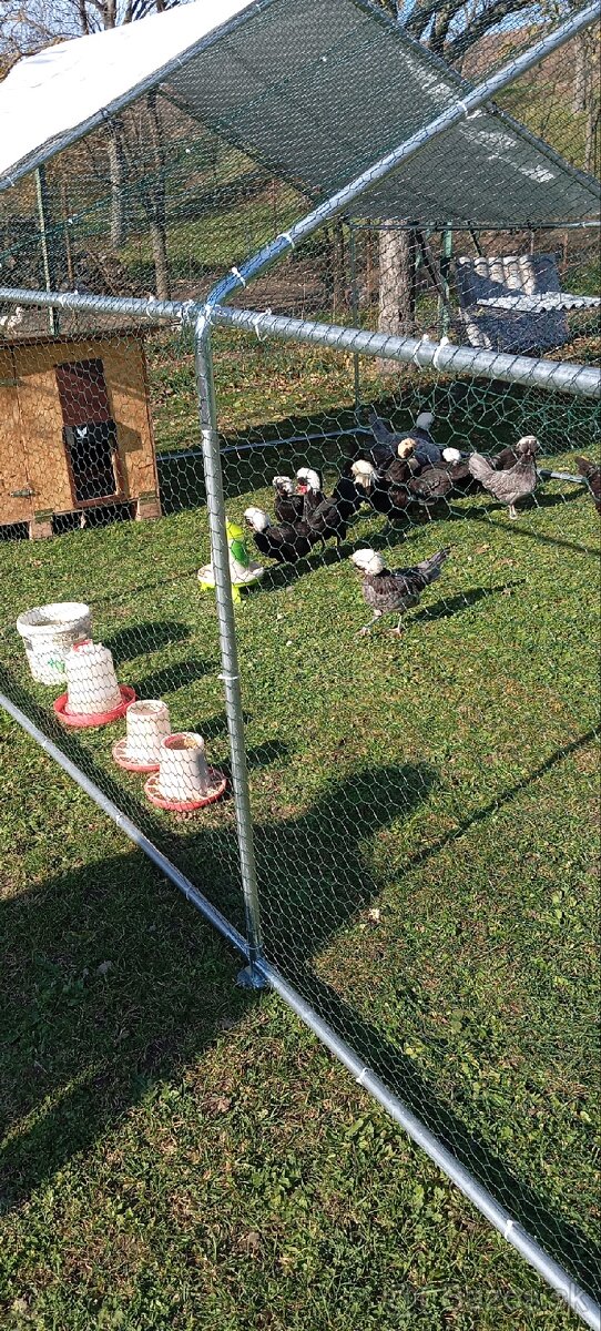 Zdrobnelá Holandanka čierna bielochocholatá - 6