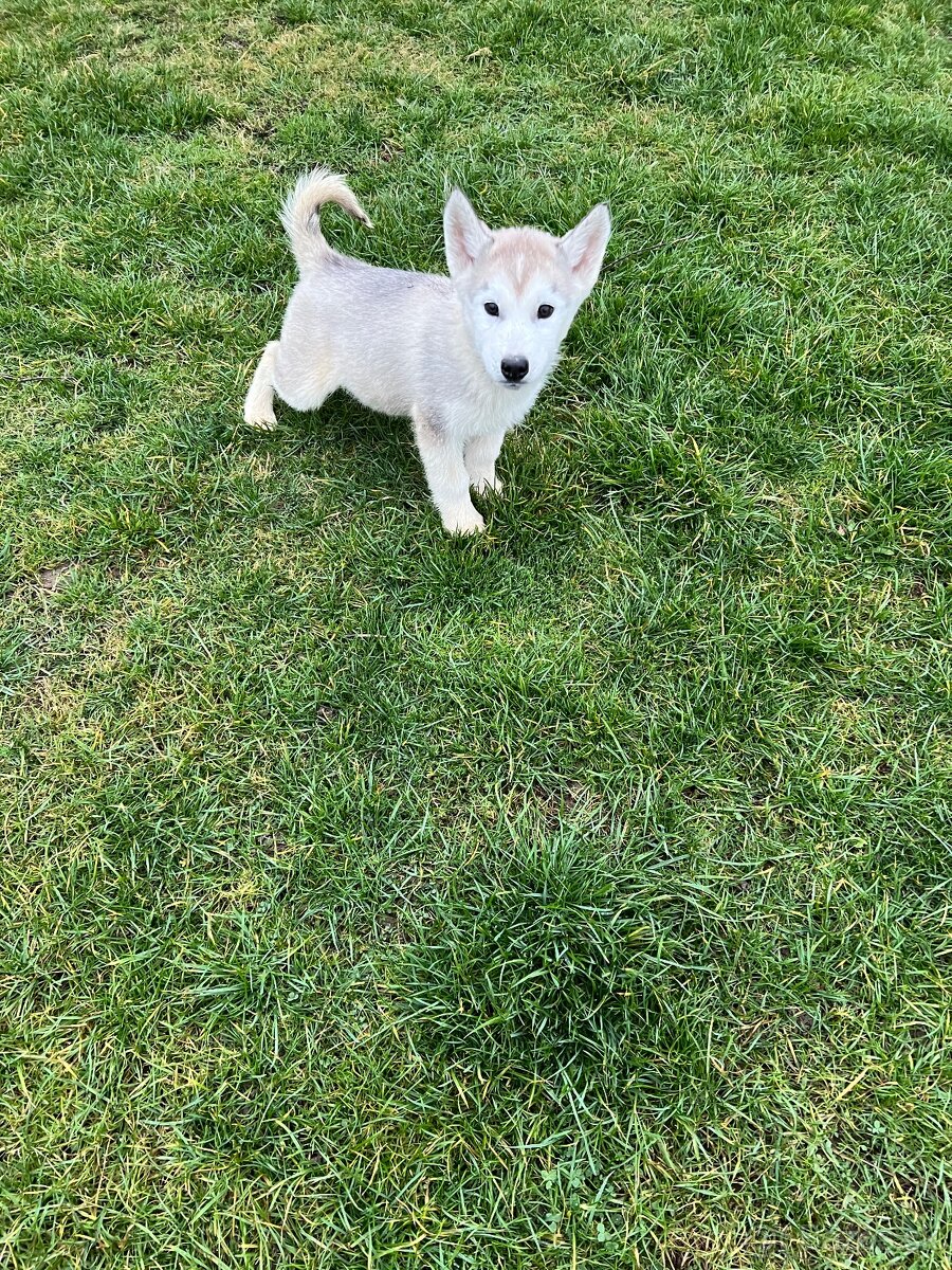 Steniatka sibirsky husky - 6