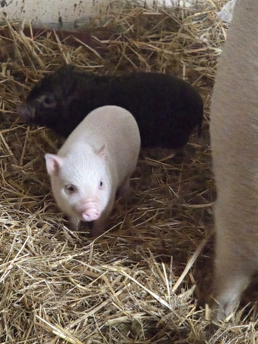 Vietnamské prasiatka - 6