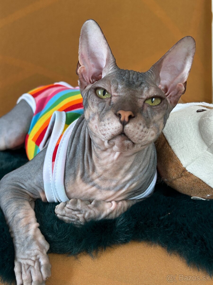 Don Sphynx PP - 6
