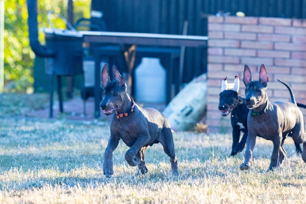 Mexický naháč - 6