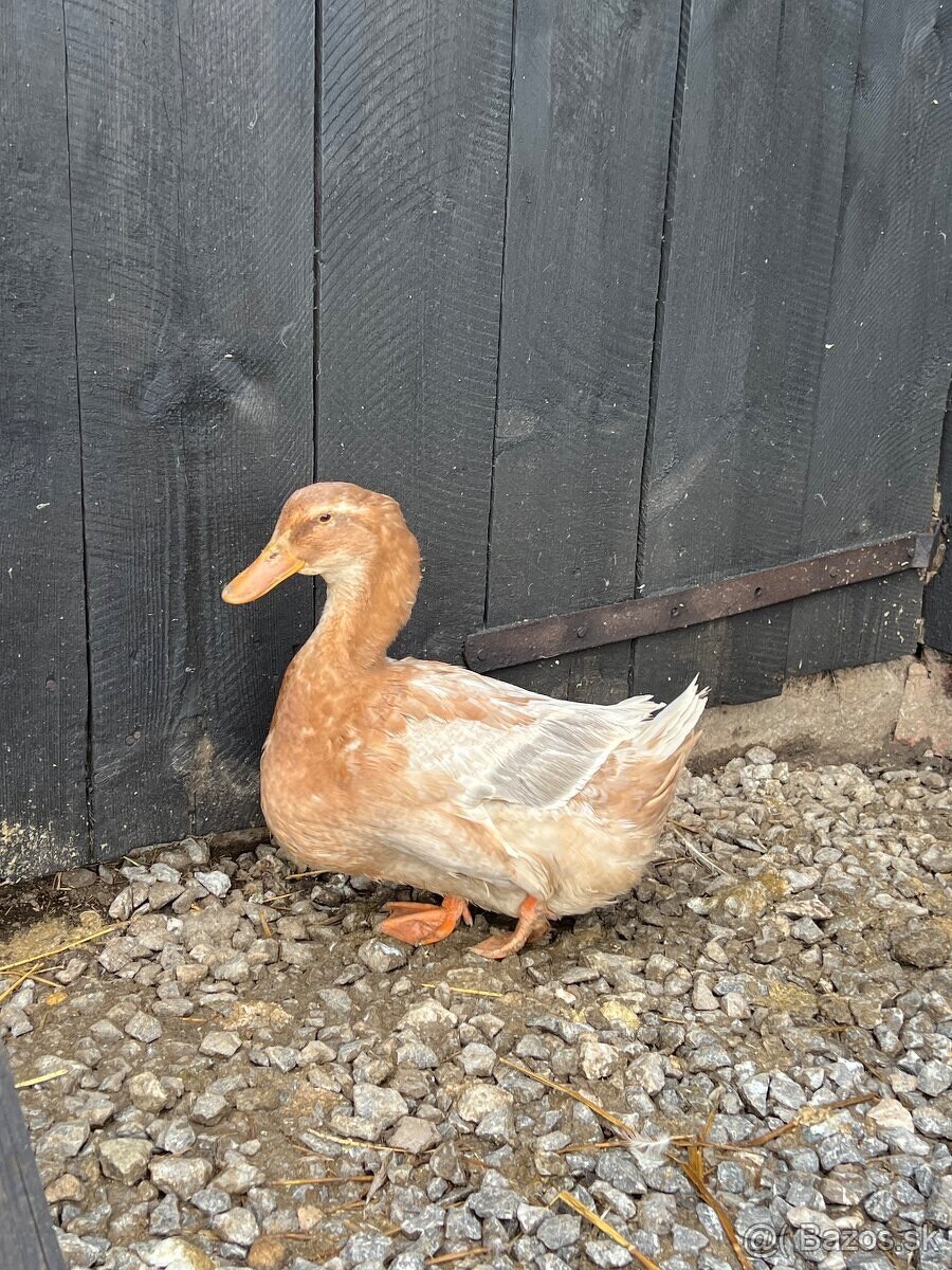 Ruánske kačice - 6